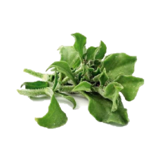 ICE PLANT 100G 冰菜