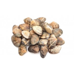 LALA JAPAN-CLAM ASARI PEK 日本 花蛤（啦啦）